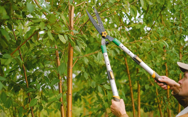 Tree trimming in Lamoure, ND