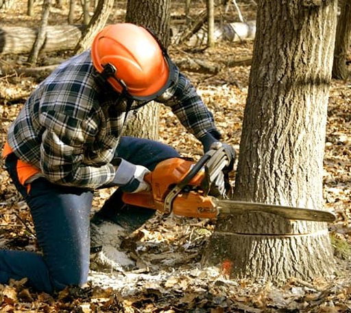 Tree Removal in Lamoure, ND